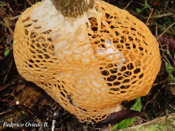 Phallus indusiatus (Hongo velo de novia)