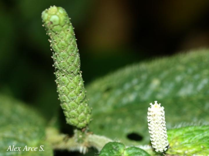 Piper garagaranum