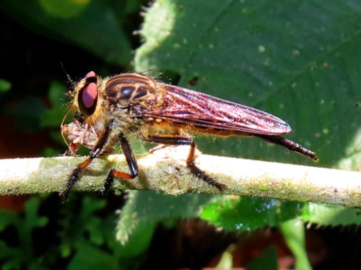 Promachus sp