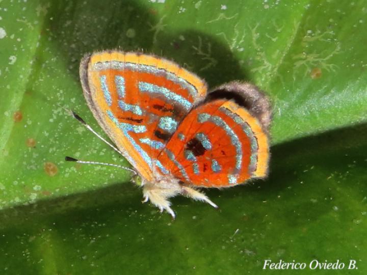 Sarota acantus