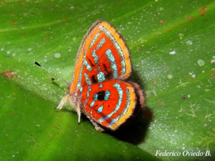Sarota acantus