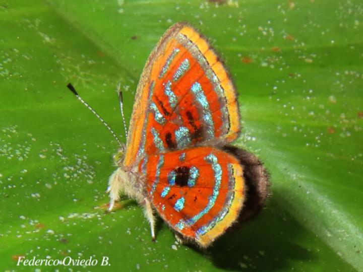 Sarota acantus