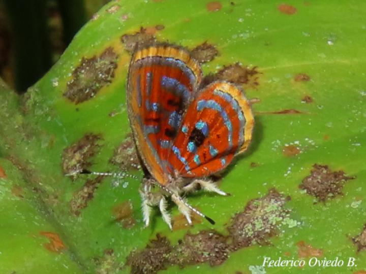 Sarota acantus