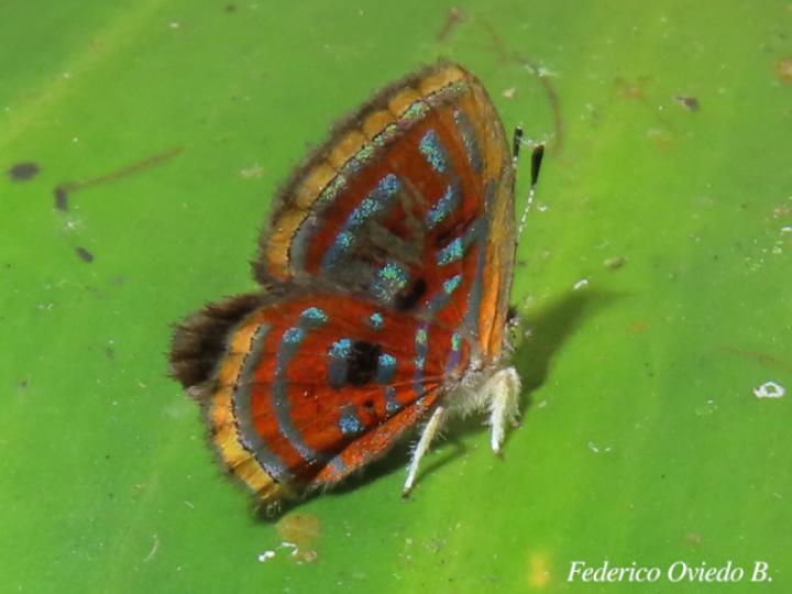 Sarota acantus