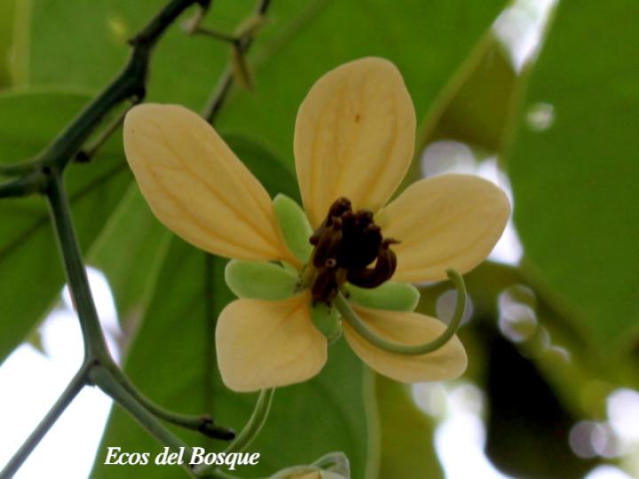 Senna papillosa