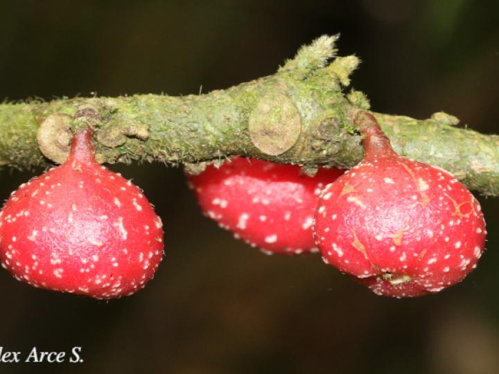 Siparuna grandiflora (Limoncillo)