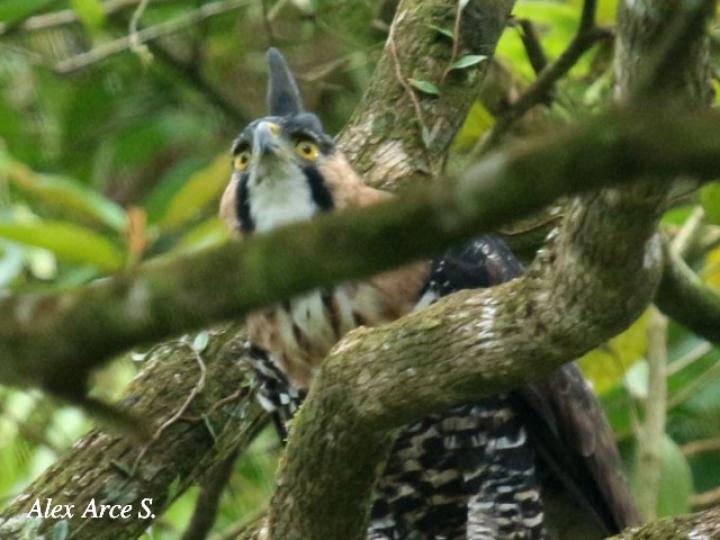 Spizaetus ornatus (Aguilillo penachudo)