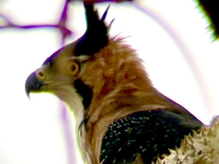 Spizaetus ornatus (Aguilillo penachudo)