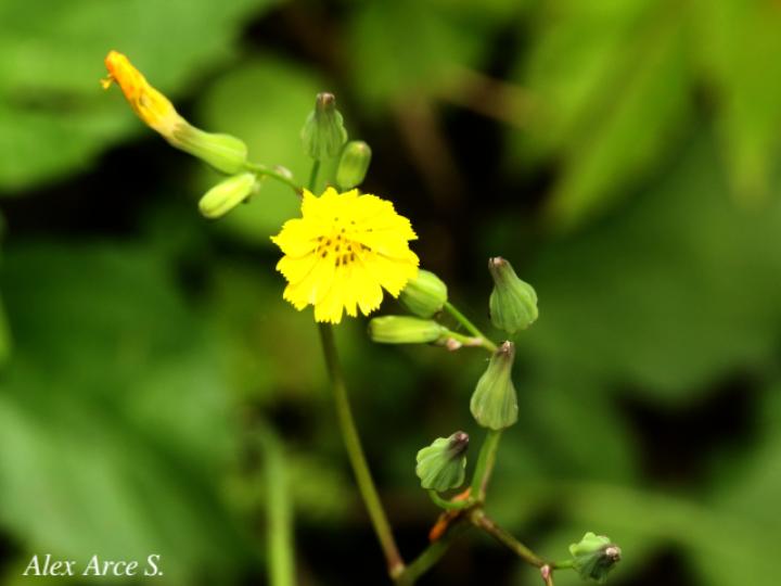 Youngia japonica