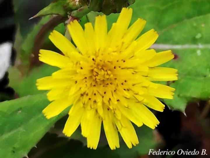 Youngia japonica