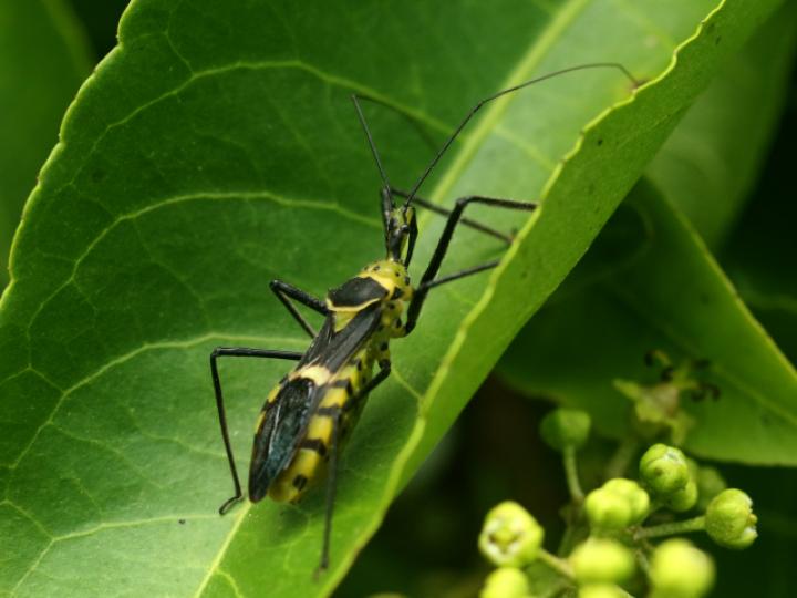 Zelus armillatus