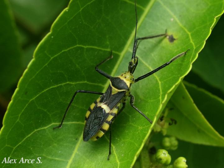 Zelus armillatus