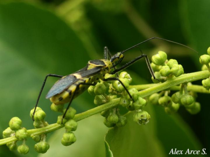 Zelus armillatus