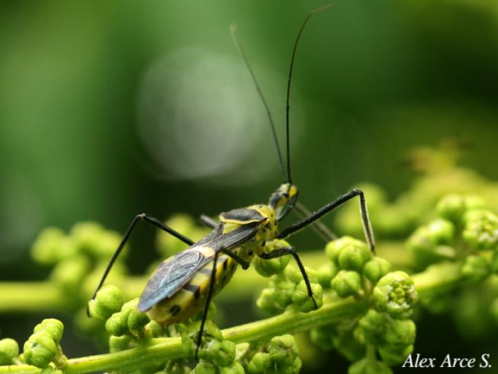 Zelus armillatus