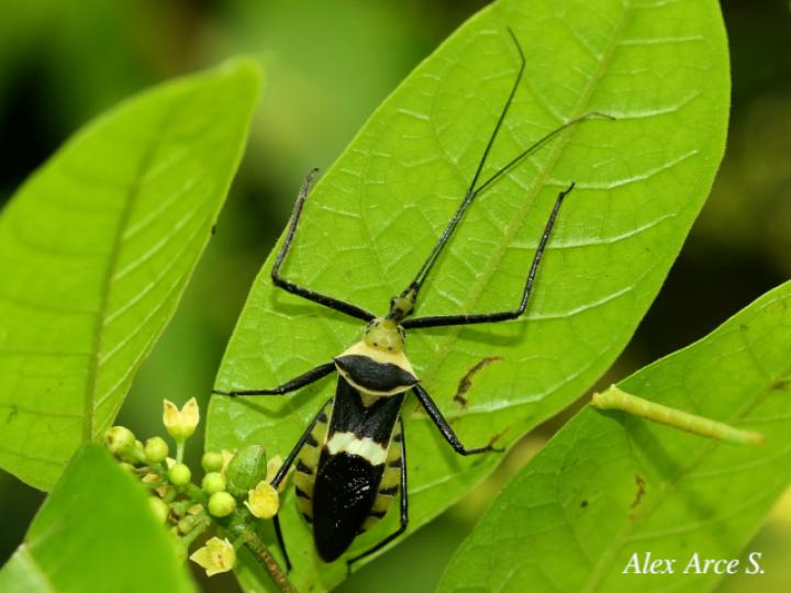 Zelus armillatus