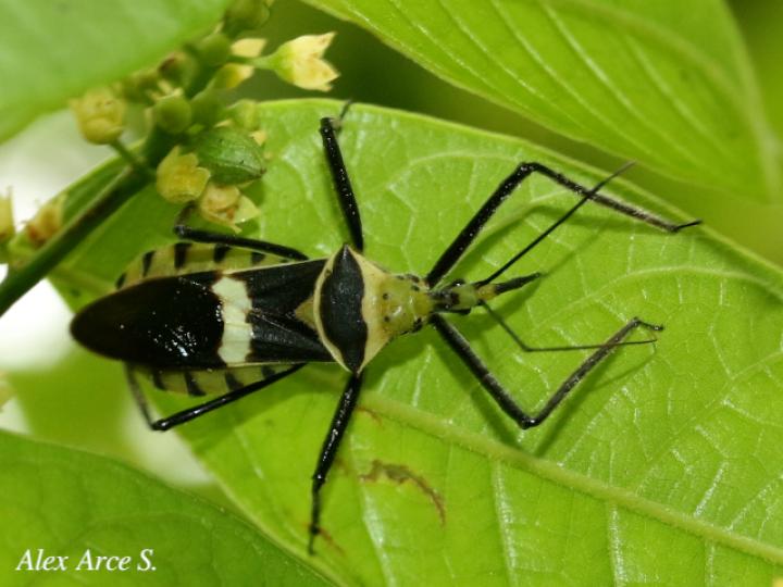 Zelus armillatus
