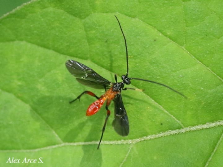 Alabagrus sp