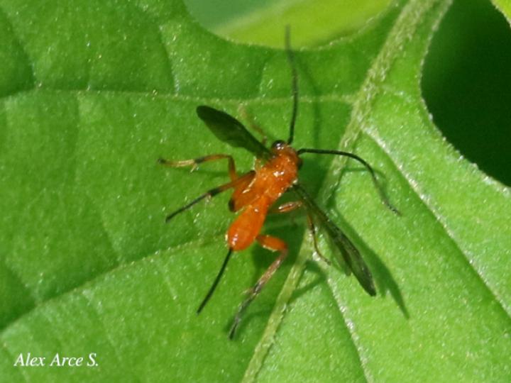 Alabagrus sp