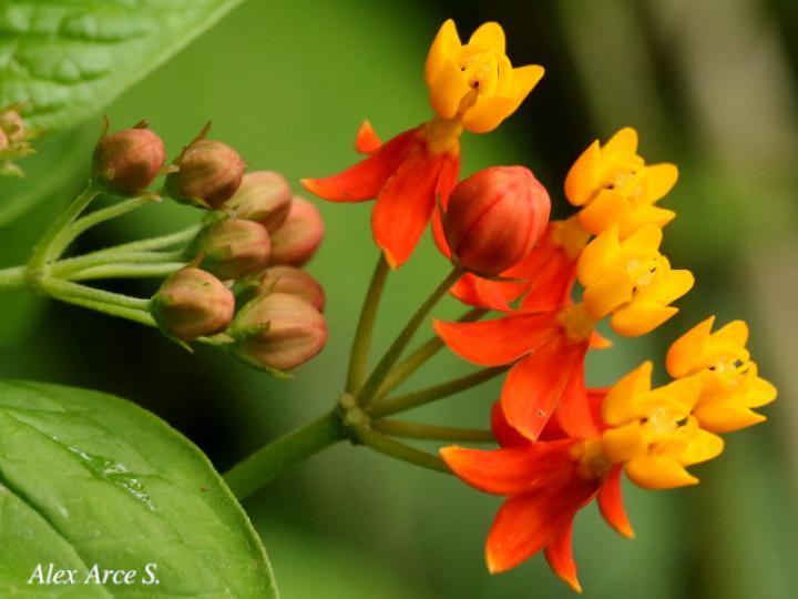Asclepias curassavica (Viborana)