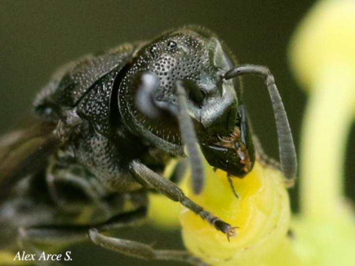Brachygastra augusti