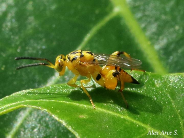 Conura sp