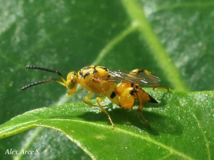 Conura sp