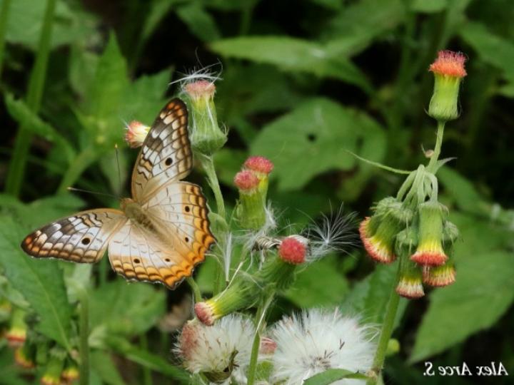 Anartia jatrophae luteipicta