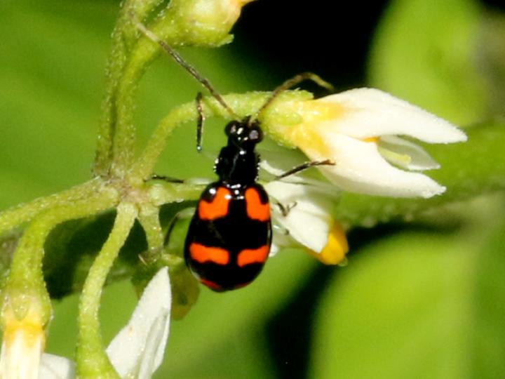 Diabrotica trifasciata