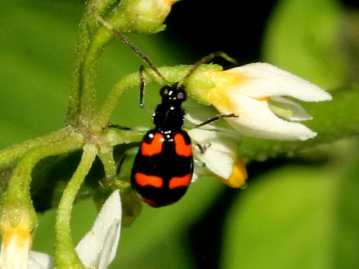 Diabrotica trifasciata