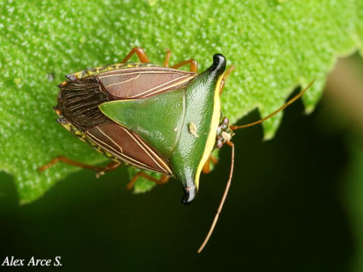 Edessa pictiventris