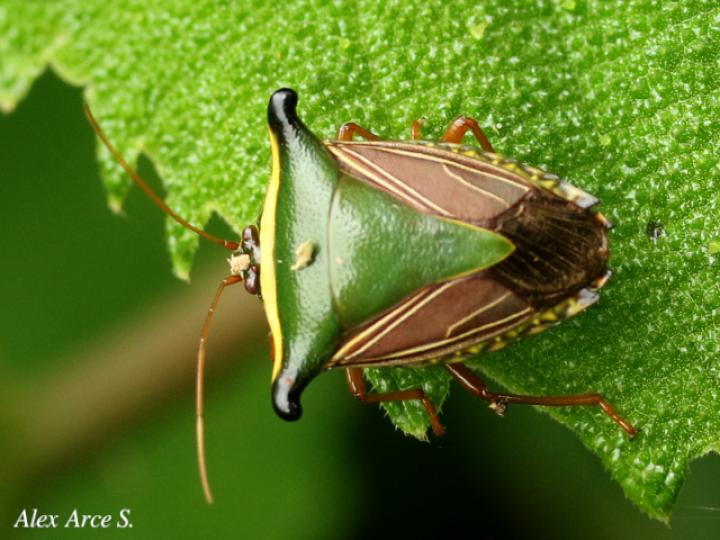 Edessa pictiventris