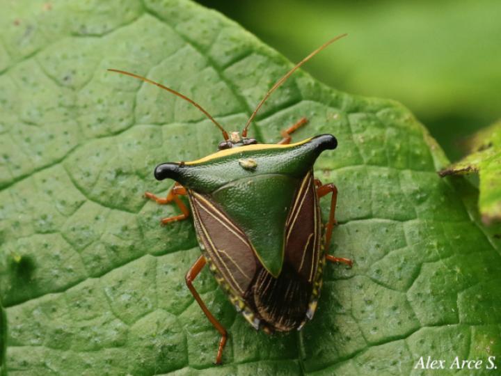 Edessa pictiventris