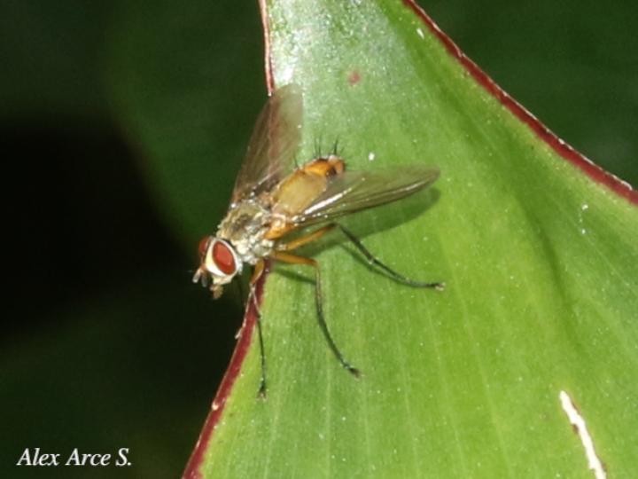 Leskia sp