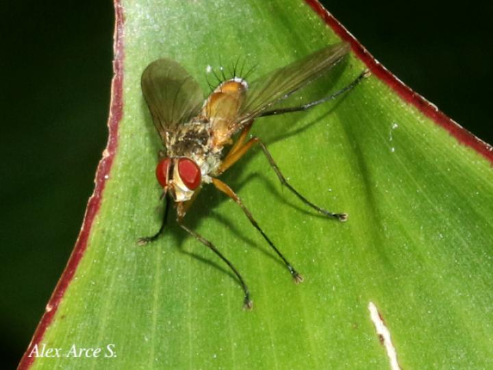 Leskia sp