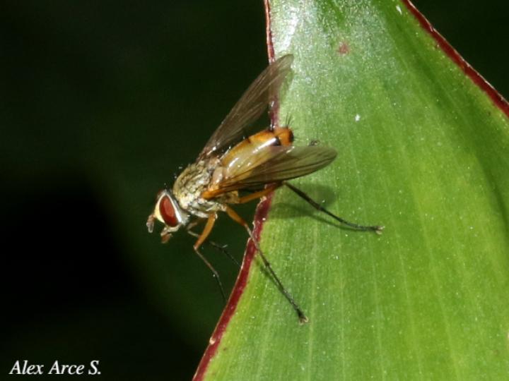 Leskia sp