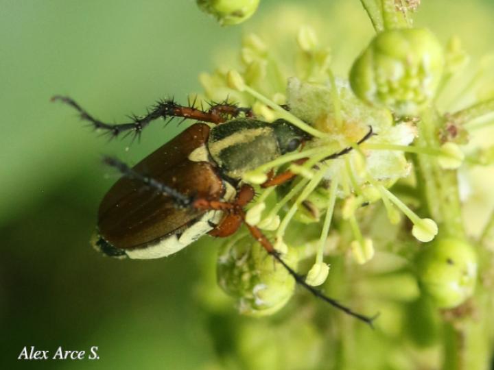 Macrodactylus sericinus