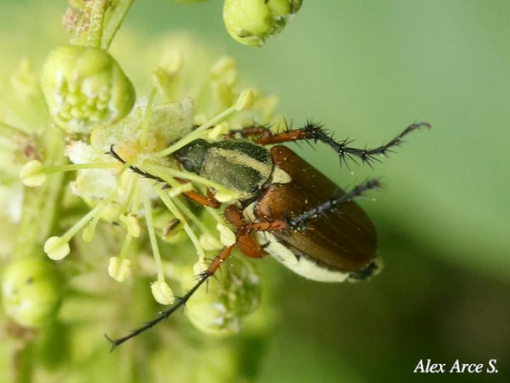 Macrodactylus sericinus
