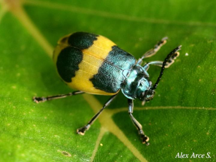 Monocesta ducalis