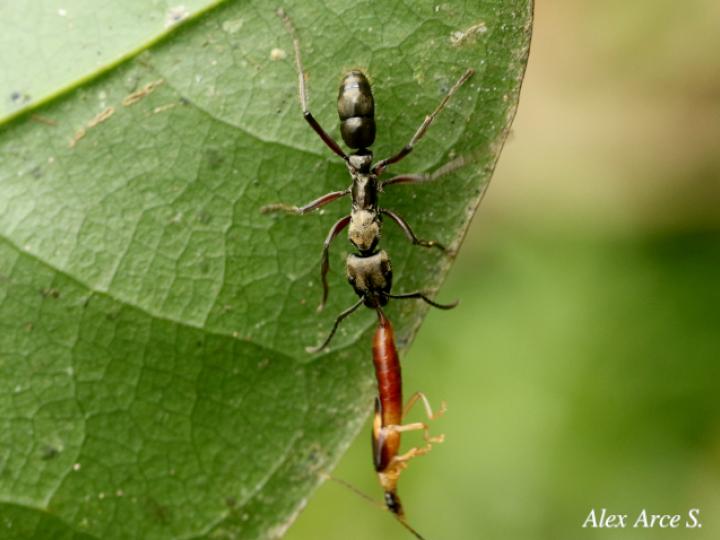 Neoponera villosa