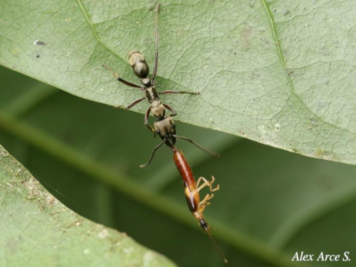 Neoponera villosa
