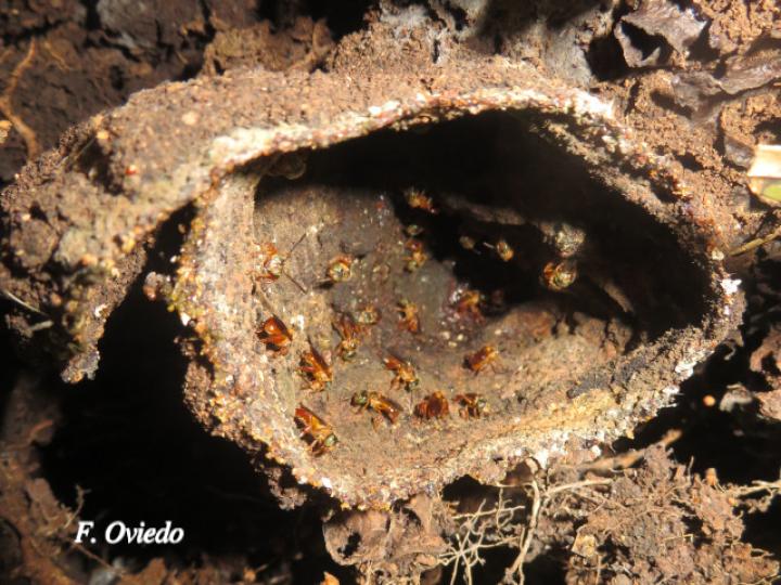 Partamona musarum