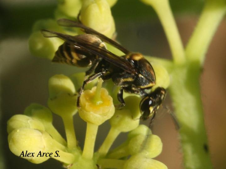 Protopolybia panamensis