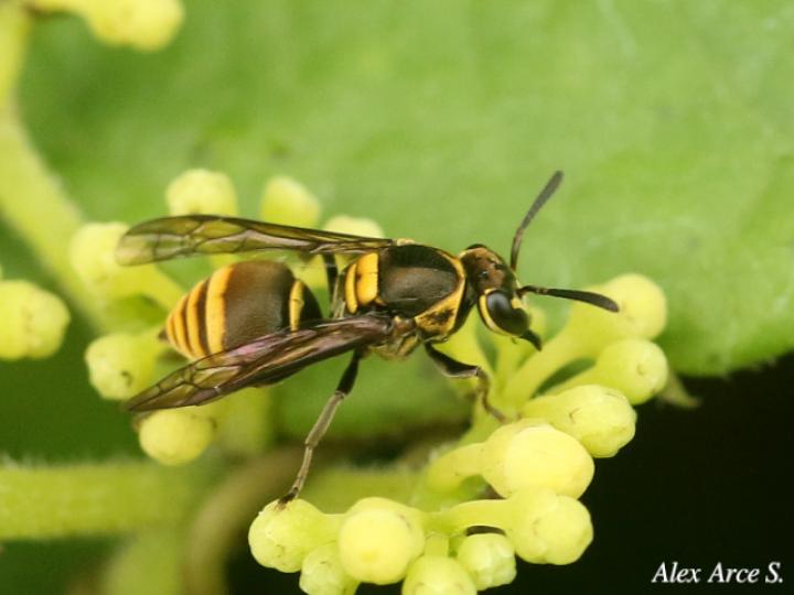 Protopolybia panamensis