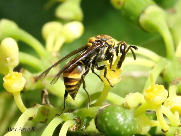 Protopolybia panamensis