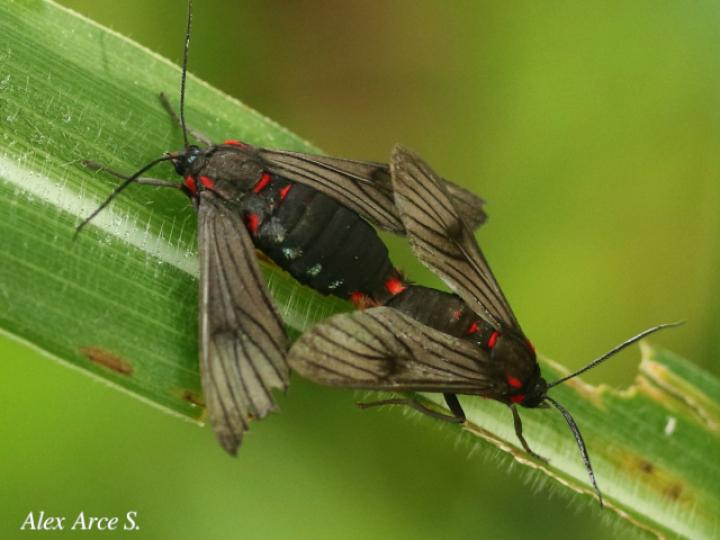 Saurita nigripalpia
