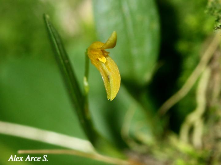 Specklinia corniculata