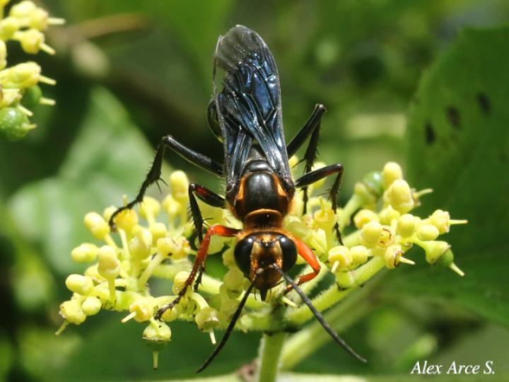 Sphex nitidiventris (Avispa excavadora)