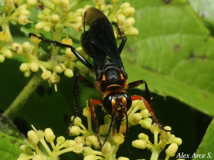 Sphex nitidiventris (Avispa excavadora)