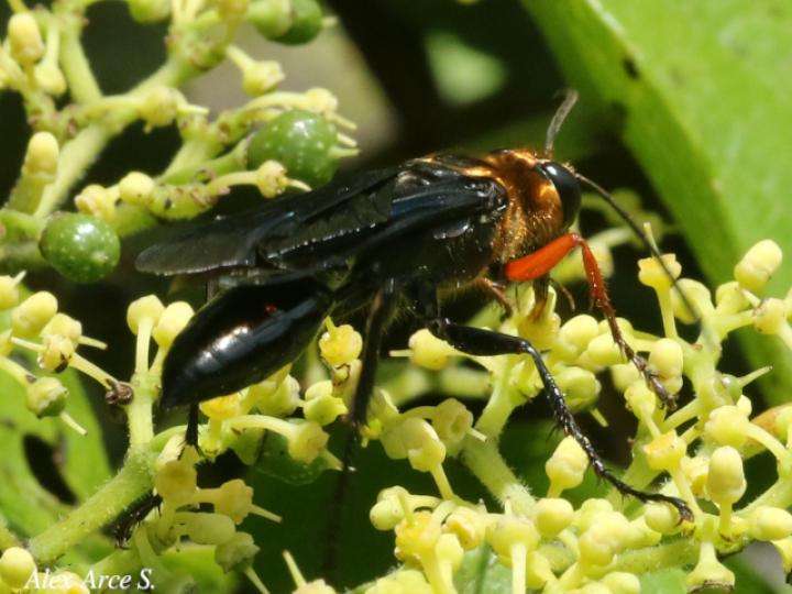 Sphex nitidiventris (Avispa excavadora)