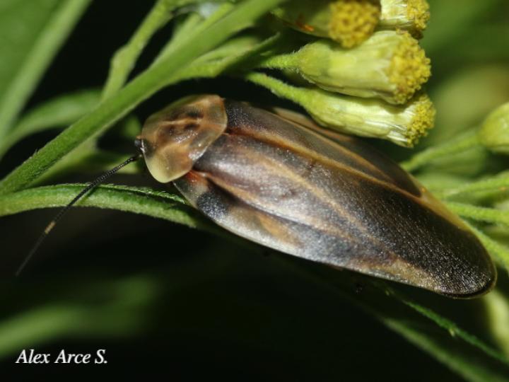 Achroblatta luteola